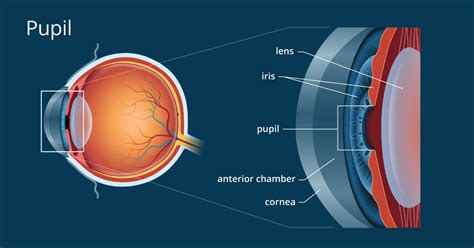 Pupil Definition & Meaning .